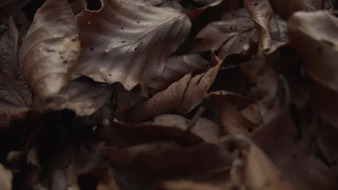 Close-Up of Dry Autumn Leaves in Forest Floor Scene Stock Footage 289839862