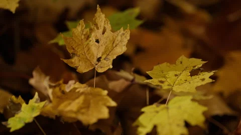 Close up of Dry Autumn Maple Leaf Resting on Woodland Ground Stock Footage 346008573