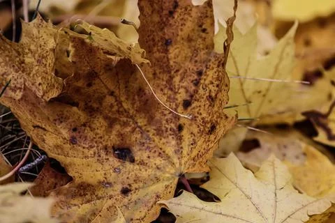Close-up of dry autumn maple leaf with textured surface Stock Photos