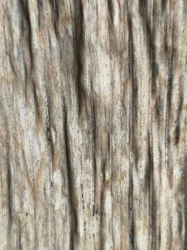 Close Up Dry Banana Leaf Texture Background with Organic Tropical Pattern Stock Photos