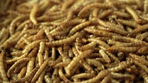 Close up dry beetle worm for animal food feed rotate footage 4k Stock Footage 265237787