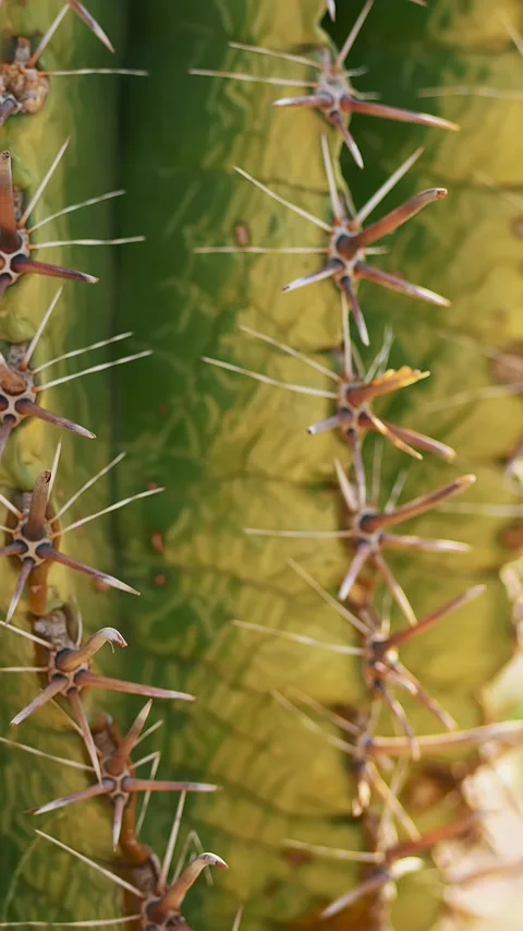 Close-up, dry big needles on a cactus Stock Footage 309294332