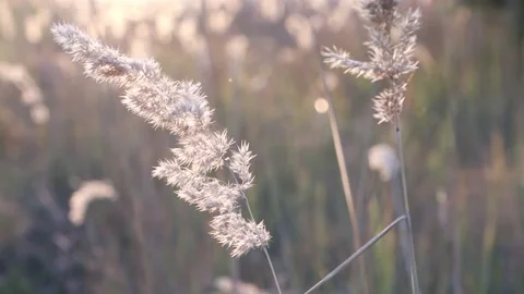 Close-up dry branch of pampas grass swaying with the rays of the sun. Stock Footage 161023786