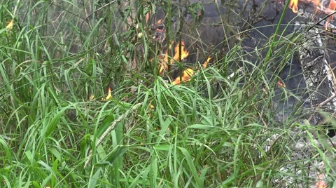 Close up dry branches burn fire flame in dense grass. 4K Stock Footage 64548471