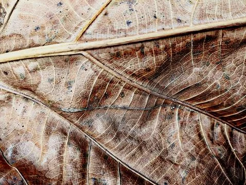 Close-up of Dry Breadfruit Leaf Texture Stock Photos