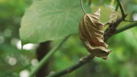 Close up of dry brown autumn leaf hanging on branch against blurred background. Stock Footage 341216193