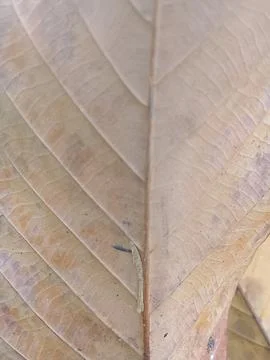 Close Up of Dry Brown Leaf Veins and Texture Background Stock Photos