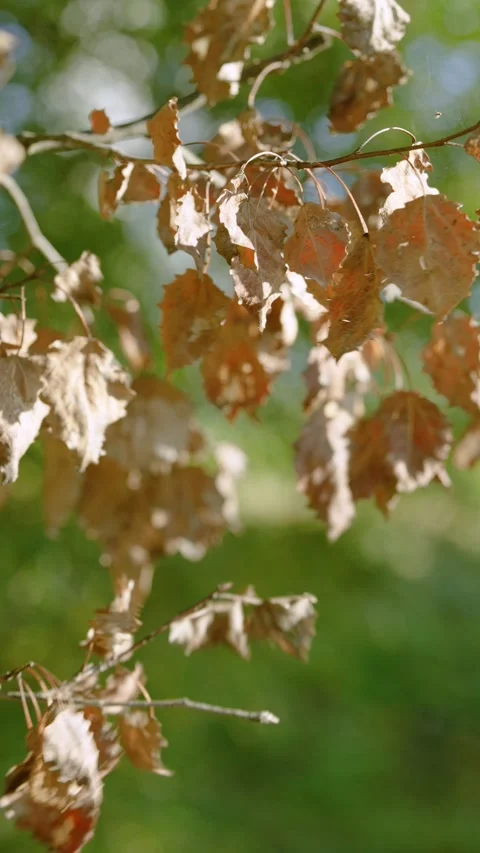 Close-up of dry brown leaves curling and withering on thin twigs in warm sunligh Stock Footage 345420543