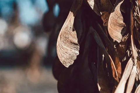 Close-up of dry brown maple tree seeds hanging on a branch in autumn Stock Photos