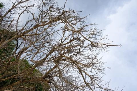 Close-up of dry brown tree branches Stock Photos