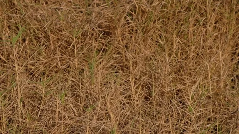 Close-up dry brown wild grass moving gently in a light breeze Vidéo 342955491