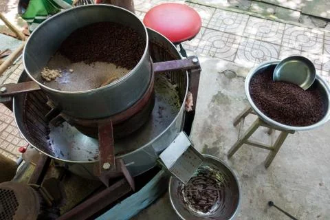 Close up of dry cacao beans Foto stock