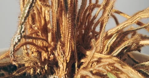 Close up, dry cactus dead plant in hot sun. Home cactus, succulent in pot