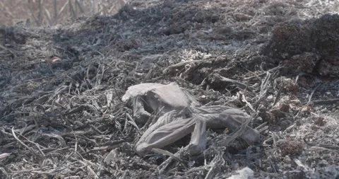 Close up on dry carcass of frog killed by forest fire, amidst bush ashes 스톡 동영상 182999939