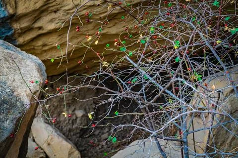 Close up of dry cherry tree Stock Photos