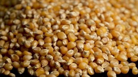 Close Up of Dry Corn Kernels Stock Footage 329968025