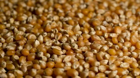 Close Up of Dry Corn Kernels Stock Footage 329968159
