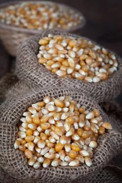 Close up of the dry corn kernels in hemp sacks. Stock Photos