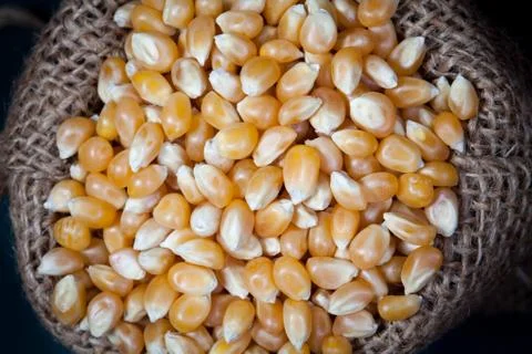 Close up dry corn kernels in hemp sacks, take a photo on top view. Stock Photos
