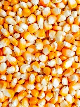 Close-up of Dry Corn Kernels Stock Photos