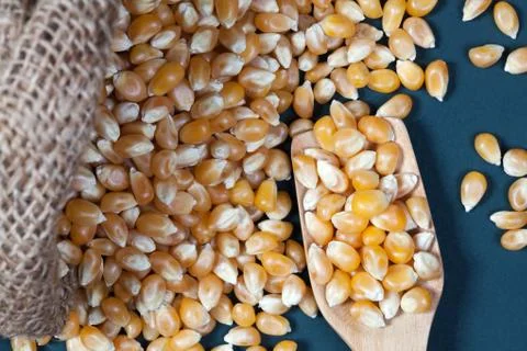 Close up dry corn kernels on a wooden spoon with the corn kernels are poured  Stock Photos
