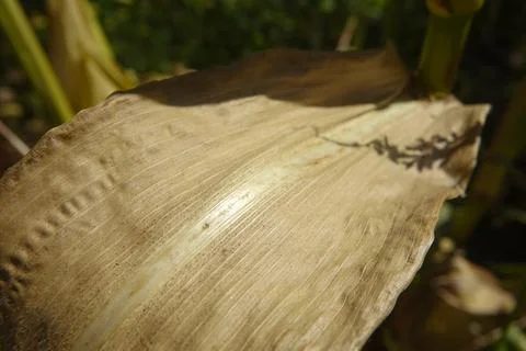 Close-up of a Dry Corn Leaf With Intricate Texture in a Field Under Bright .. Stock Photos