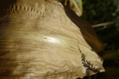 Close-up of Dry Corn Leaf Texture Highlighting Its Intricate Patterns and S.. Stock Photos