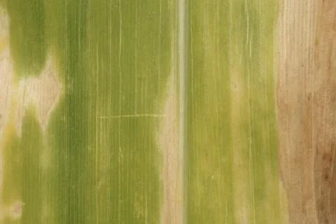 Close up of dry corn leaf texture. Agricultural crop disease and harvest co.. 스톡 사진