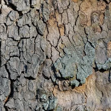 Close-up of Dry Cracked Tree Bark with Lichen Texture in Natural Daylight 写真素材