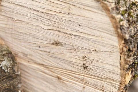 Close-up of dry cut tree trunk with visible growth rings Stock Photos