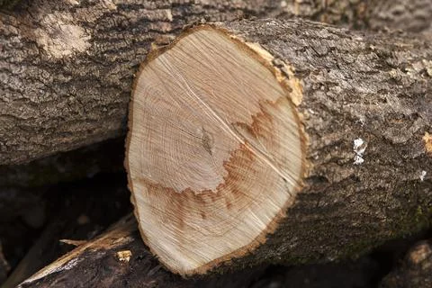 Close-up of dry cut tree trunk with visible growth rings Stock Photos