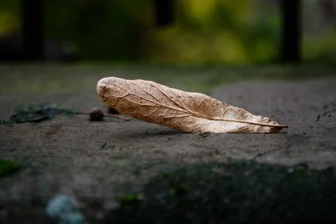 Close-up of a dry fallen leaf lying on concrete ground in autumn Stock Photos