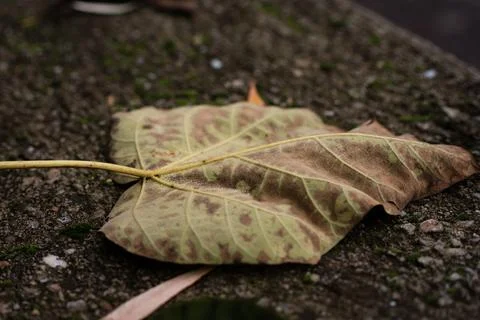 Close-up of a dry fallen leaf resting on a textured concrete surface Stock Photos