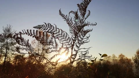 Close-up of dry fern in the forest Stock Footage 164332308