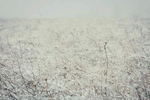Close up dry field covered with snow concept photo Stock Photos
