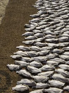 Close up of dry fish Photos