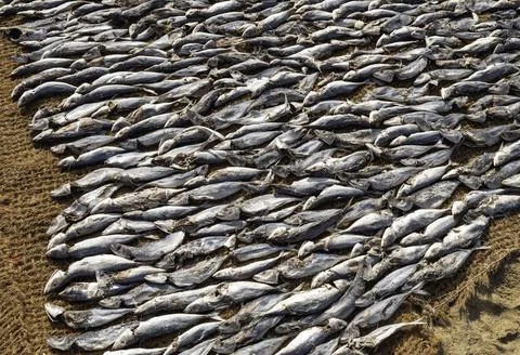 Close up of dry fish Stock Photos
