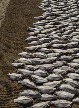 Close up of dry fish Stock Photos