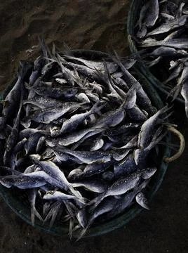 Close up of dry fish Stock Photos