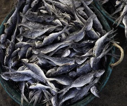 Close up of dry fish Stock Photos