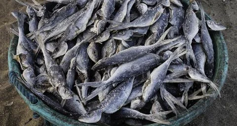 Close up of dry fish Stock Photos