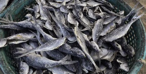 Close up of dry fish Stock Photos