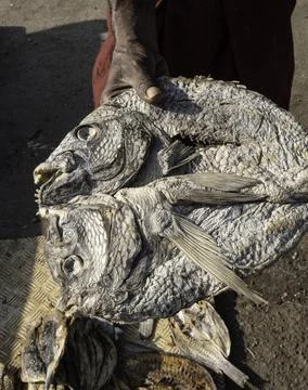 Close up of dry fish Stock Photos