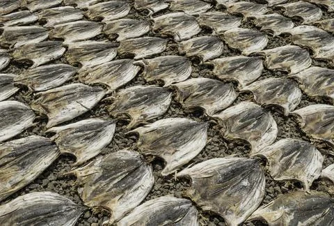 Close up of dry fish Stock Photos