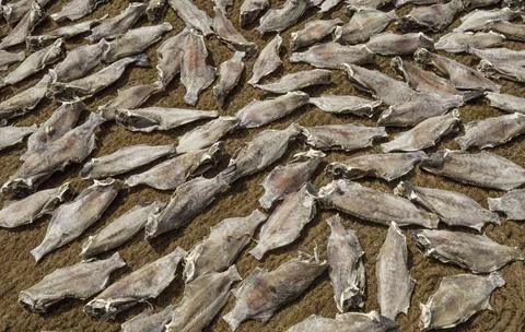 Close up of dry fish Stock Photos