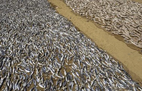 Close up of dry fish Stock Photos
