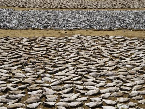 Close up of dry fish Stock Photos