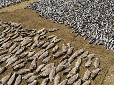 Close up of dry fish Stock Photos