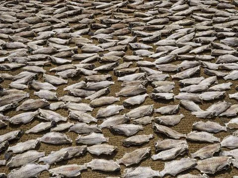 Close up of dry fish Foto stock