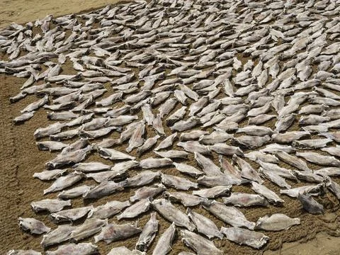 Close up of dry fish Photos